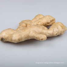 China Suppliers hot selling frozen ginger fresh organic ginger fob price